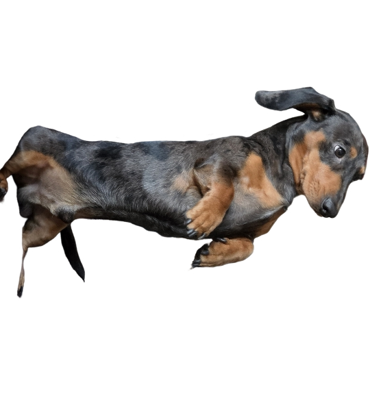 Flying Dog